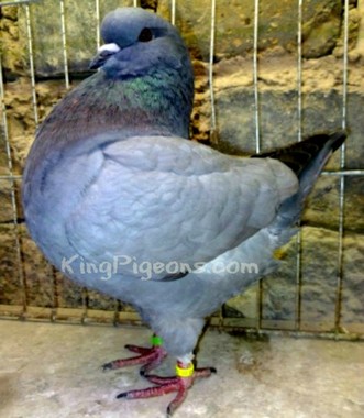 BarLess Show King Pigeons