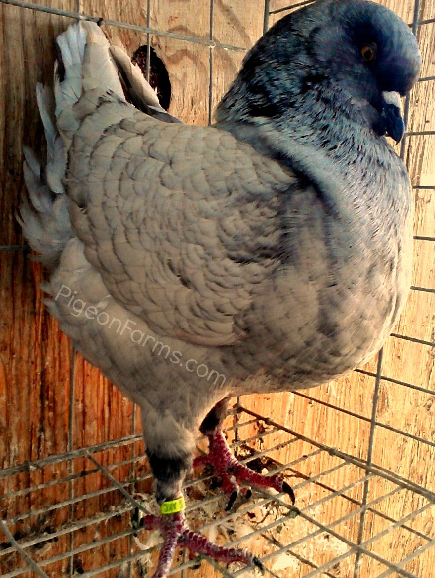 Opalusian Show King Pigeon