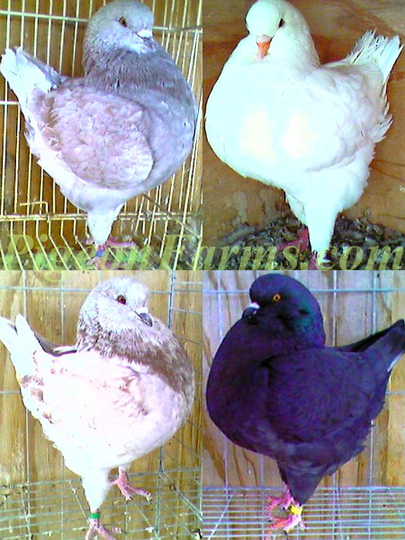 Show King Pigeons For Sale