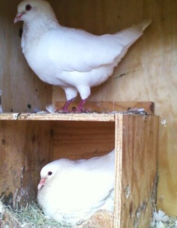 White King Pigeons