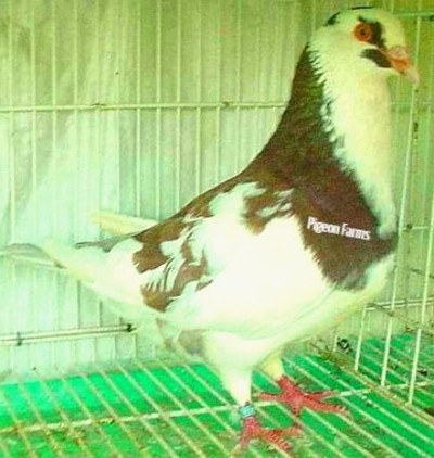 Indain Mndain Pigeons for sale