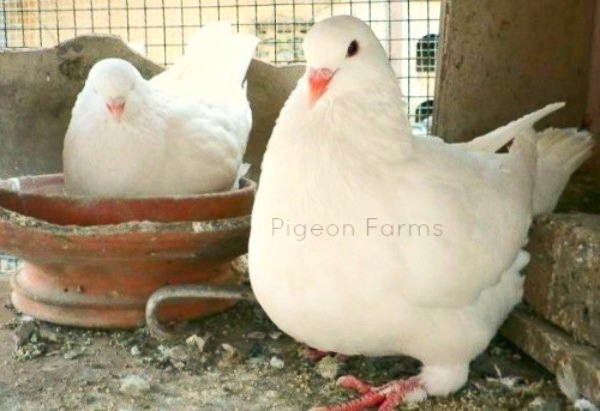 King Pigeons For Sale