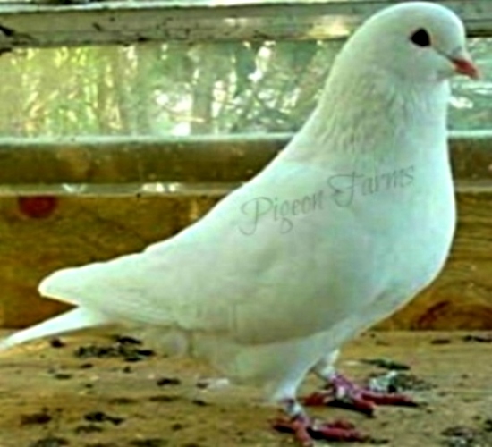 Utility King Pigeon Swiss Mondain hybrid