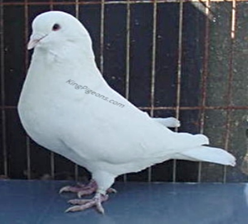 White King Utility Squabbing pigeons